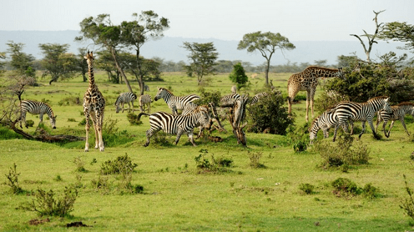 Check Best Top 10 National Parks in Tanzania 