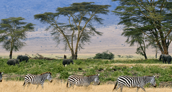 Mbuga Zenye Wanyama wengi Tanzania / Parks with many Animals Tanzania